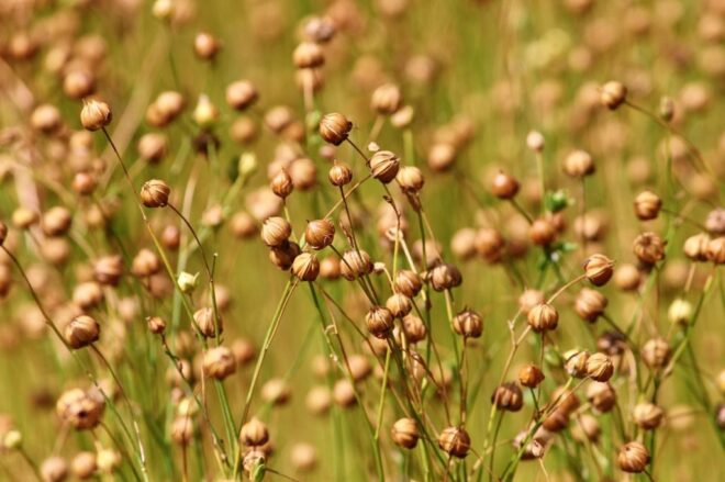 Tips to grow flax 1024x682